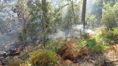 Ormanda Çıkan Yangın Kontrol Altına Alınmaya Çalışılıyor