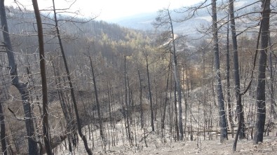 Yeşil Ormandan Geriye Külleri Kaldı