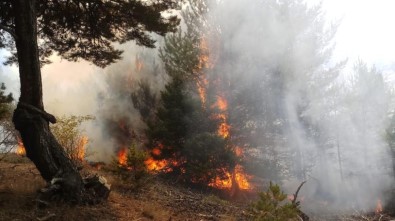 Amasya'daki Orman Yangını Kontrol Altına Alındı