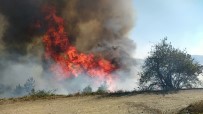 Kastamonu'da 1 Hektarlık Ormanlık Alan Yangında Zarar Gördü Haberi