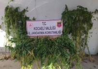 Kocaeli'de 251 Kök Kenevir Ele Geçirildi