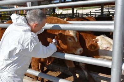 Manisa'da Şap Aşılama Kampanyası 1 Eylül'de Başlıyor