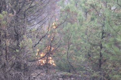 Nallıhan'daki Orman Yangını Kontrol Altına Alındı