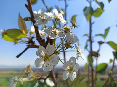 Şuhut'ta Armut Ağacı Ağustos Ayında Çiçek Açtı