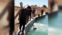 Adıyaman'da Sulama Kanalına Düşen Yaban Domuzu Kurtarıldı Haberi