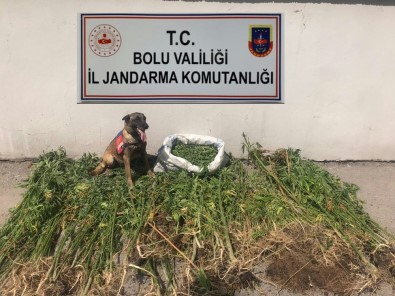 Bolu'da Uyuşturucu Operasyonu Açıklaması 3 Tutuklama