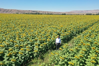 Bozkır Sarıya Büründü
