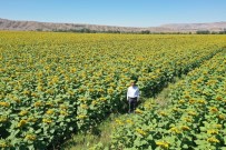 Bozkır Sarıya Büründü