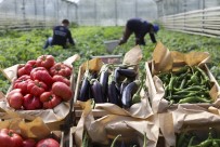 Büyükşehir Belediyesi Ata Tohumlarından Ürettiği Sebzeleri Vatandaşlarla Buluşturuyor Haberi