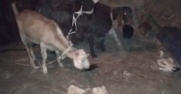 Hayvan Hırsızları Suçüstü Yakalandı