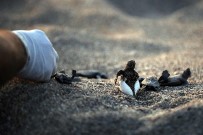 Caretta Caretta Yavruları Denizle Buluştu