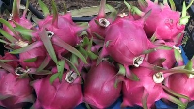 Ejder Meyvesi Üreticileri Satışlardan Memnun