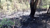 GÜNCELLEME - Denizli'deki Orman Yangını Kontrol Altına Alındı Haberi