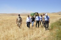 Gürün'de Buğday Hasadı Başladı Haberi
