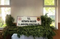 Kütahya'da Araziye Ekili 70 Kök Hint Keneviri Ele Geçirildi