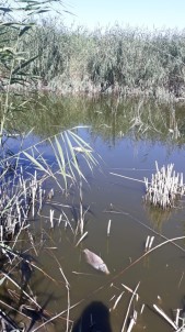 Porsuk'taki Su Azlığı Yüzünden Çiftçiler Mağdur