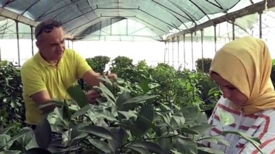 TİGEM'den Çiftçiye 'Yerli Ve Milli Sebze Tohumu' Katkısı
