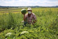 Kandıra Karpuzu Ağızları Tatlandırıyor