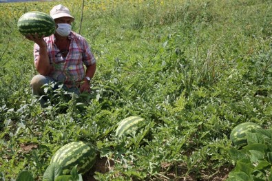 Kandıra Karpuzunun Marka Yolculuğu Coğrafi İşaret Başvurusu İle Başladı