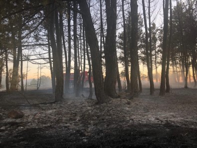 Kastamonu'da Balya Makinesinden Sıçrayan Kıvılcım Ormanı Yaktı