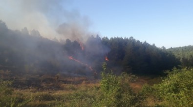 Kastamonu'da Ormanlık Alanda Çıkan Yangın Rüzgar Nedeniyle Kontrol Altına Alınamıyor
