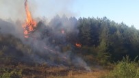 Kastamonu'daki Orman Yangını Söndürüldü Haberi