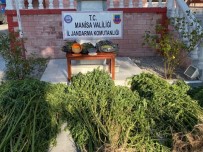 Manisa'da Jandarmadan Drone İle Uyuşturucu Operasyonu