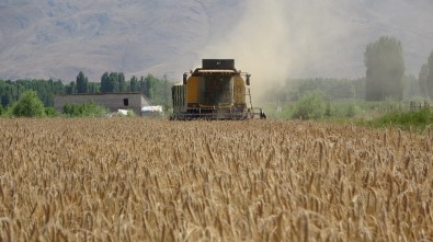 Muşlu Çiftçiler Devlet Desteğiyle Dağıtılan Tritikaleden Memnun