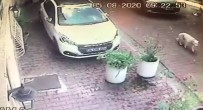 (Özel) Beşiktaş'ta Kadın Sürücü Köpeğe Çarpıp Kaçtı