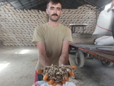 Türkiye'nin Önemli Haşhaş Üretim Merkezlerinde Afyonkarahisar'da 'Haşhaş Kapsülü' Alımı Başladı