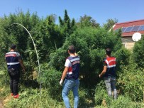 Uyuşturucu Yetiştirdikleri Çiftliği Pitbull Ve Kangal Köpekleriyle Korudular