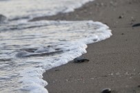 Yavru Caretta Carettalar Denizle Buluşmaya Başladı