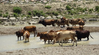 Muş'ta Sıcak Havadan Etkilenen Büyükbaş Hayvanlar Nehirde Serinliyor
