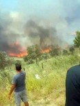 Tekirdağ'da Korkutan Yangın Açıklaması 100 Dönüm Zeytinlik Alan Cayır Cayır Yandı Haberi