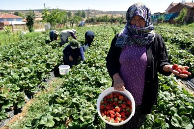 Üretici Kadınlar İstedi Başkan Ataç Destekledi