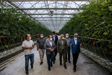 Van'dan Antalya'ya Domates