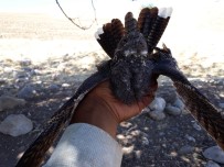 Afrika Kuşu Çobanaldatan Kuşu Çoban Tarafından Yaralı Bulundu