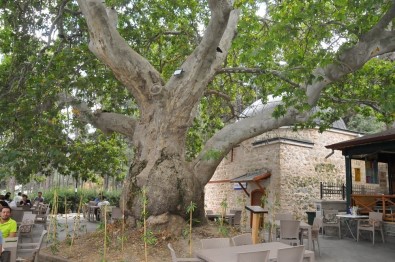 Akşehir'deki Tescilli Anıt Ağaçların Tabelaları Takıldı