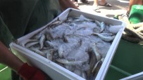 Amasralı Balıkçılar Palamut Ve Mezgitle Döndü Haberi
