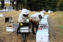 Çam Balı Üretiminde Yüzde 35-40 Kayıp