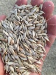 Çavdarhisar'da Organik Ata Tohumu ''Siyez Buğdayı'' İlk Kez Yetiştirildi Haberi