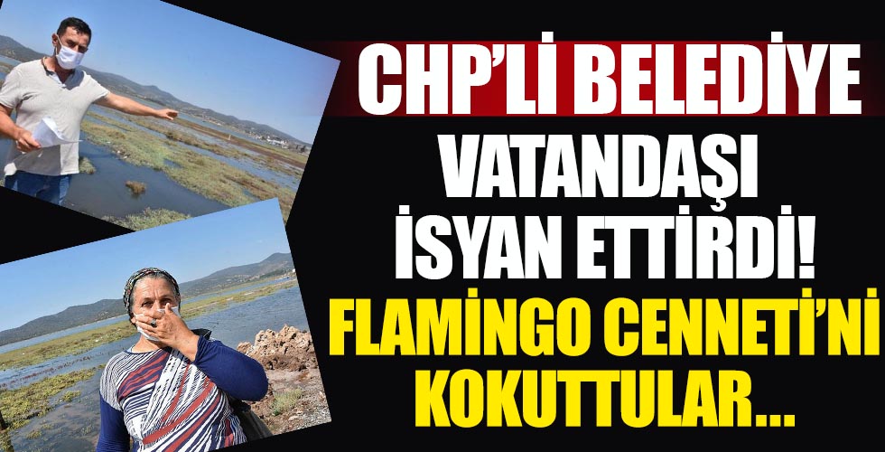 CHP'li Belediye vatandaşı yine isyan ettirdi! Flamingo Cenneti'ni kokuttular...