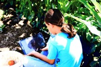 Domates Tarlasında Ders Başı