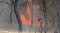 Hatay'da Orman Yangını Açıklaması 3 Hektar Alan Zarar Gördü Haberi