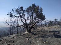 Nallıhan'daki Yangında Soğutma Çalışmaları Sürüyor Haberi