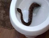 BANGKOK - Klozetten çıkan yılan soktu! Tuvalette kanlar içinde kaldı
