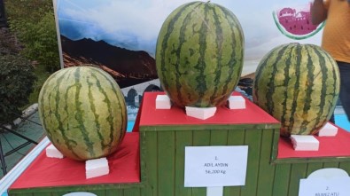 Diyarbakır'da Son 70 Yılın En Ağır Karpuzu Yetiştirildi