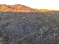 Hatay'daki Orman Yangını Sonrası Üzücü Görüntüler