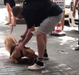 İstanbul'un Göbeğindeki Pitbull Dehşetine Para Cezası