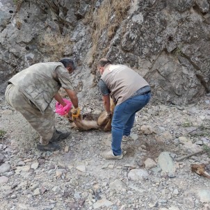Kayalıklara Sıkışan Köpeği Nöbetteki Korucular Kurtardı